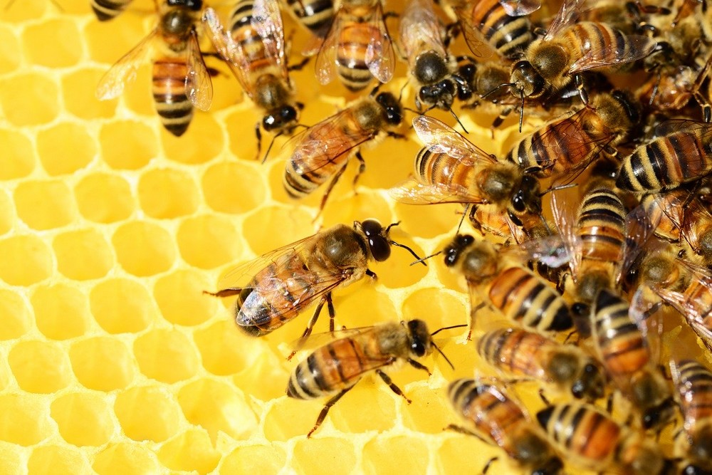 De kracht van honing