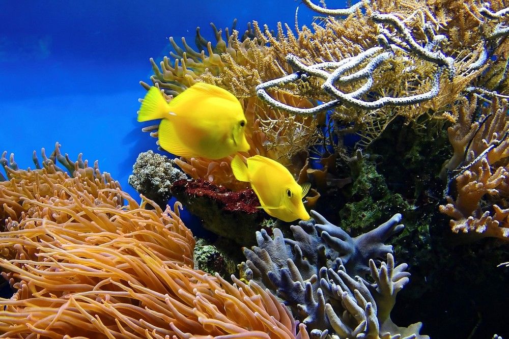 Vissen worden geroepen om dood koraalrif te herstellen